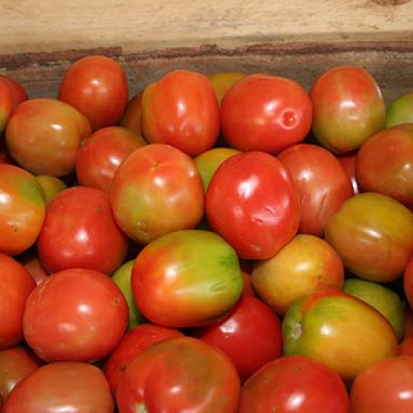 TOMATE (900 gramas a 1 kg)