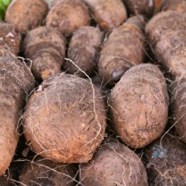 cara (900 gramas a 1 kg)